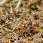 termites-gsft photo de termites