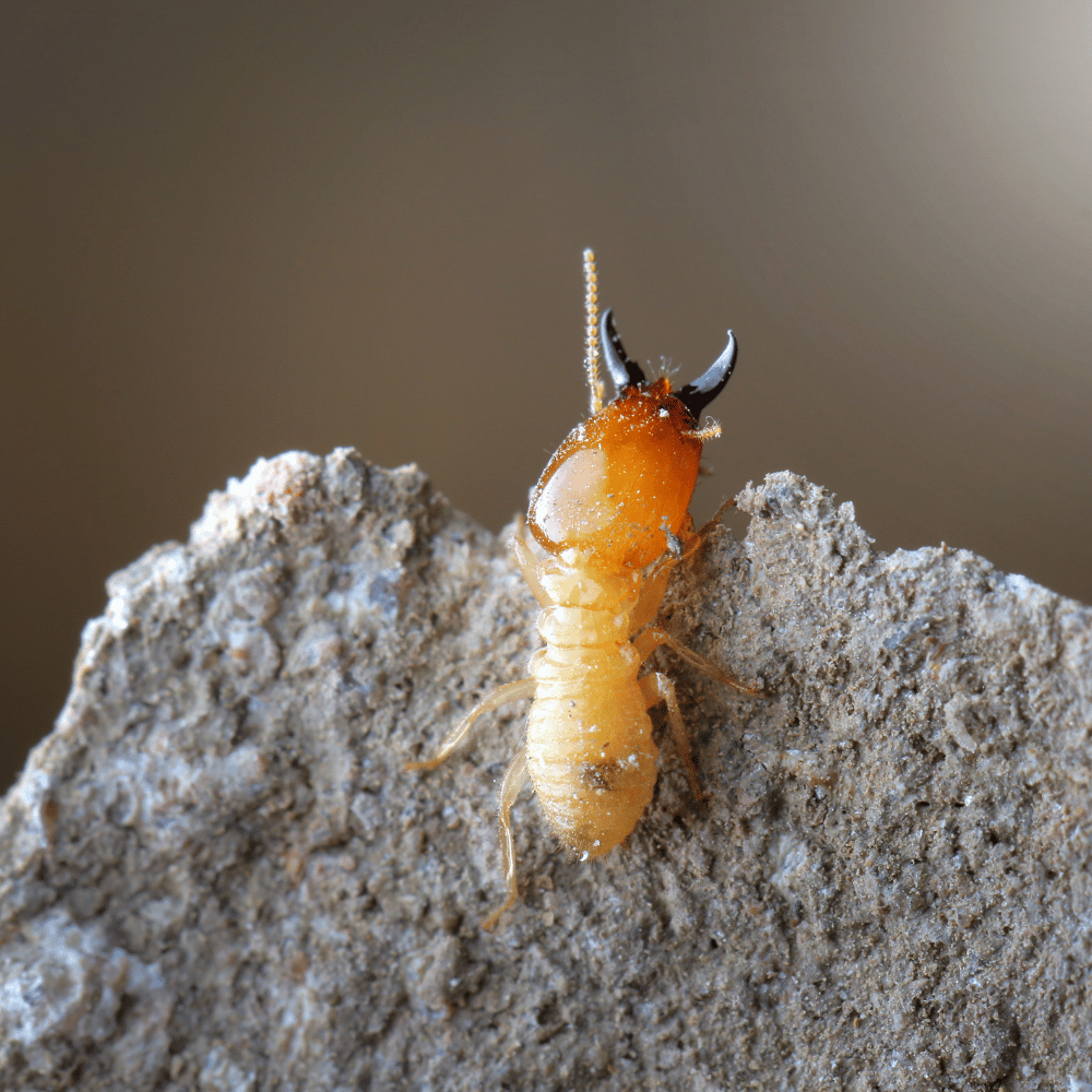 image de termite